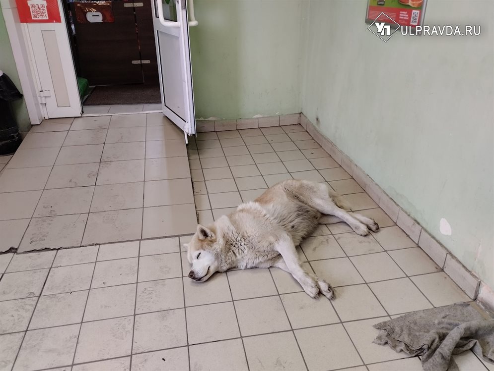 Ветеринары подозревают бешенство в Засвияжском и Ленинском районах