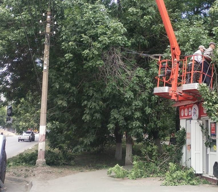 В Ульяновске за прошлую неделю снесли 58 аварийных деревьев