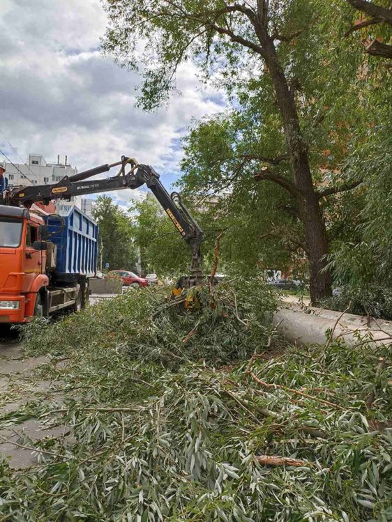 В Ульяновске снесли еще 51 аварийное дерево