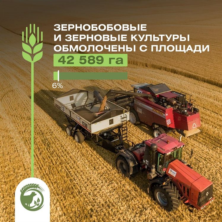 В Ульяновской области активно собирают горох и пшеницу