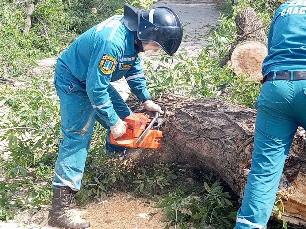 Ульяновцев просят сообщать, где опасные деревья и сломанные светофоры