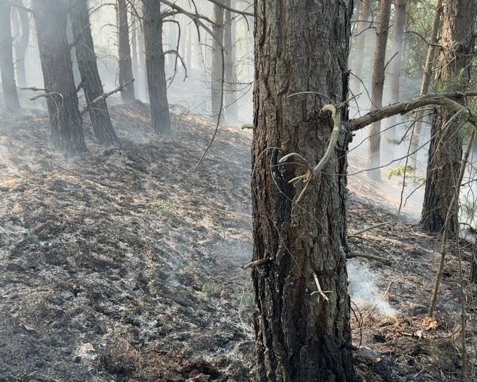 Из-за удара молнии возник пожар в барышском лесу