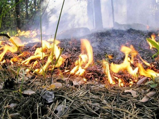 В лесах региона действует особый противопожарный режим