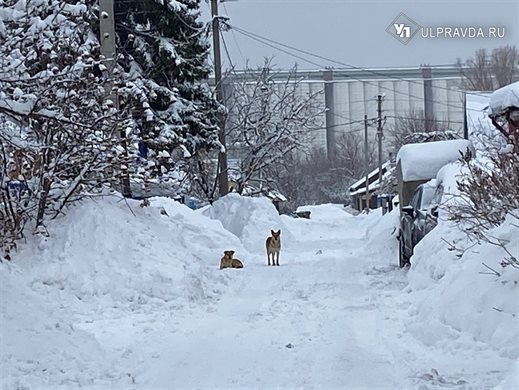 Администрация Сенгилеевского района заплатила мужчине десять тысяч рублей за нападение собаки