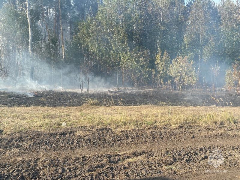 В Чердаклинском районе загорелся лес возле садового общества
