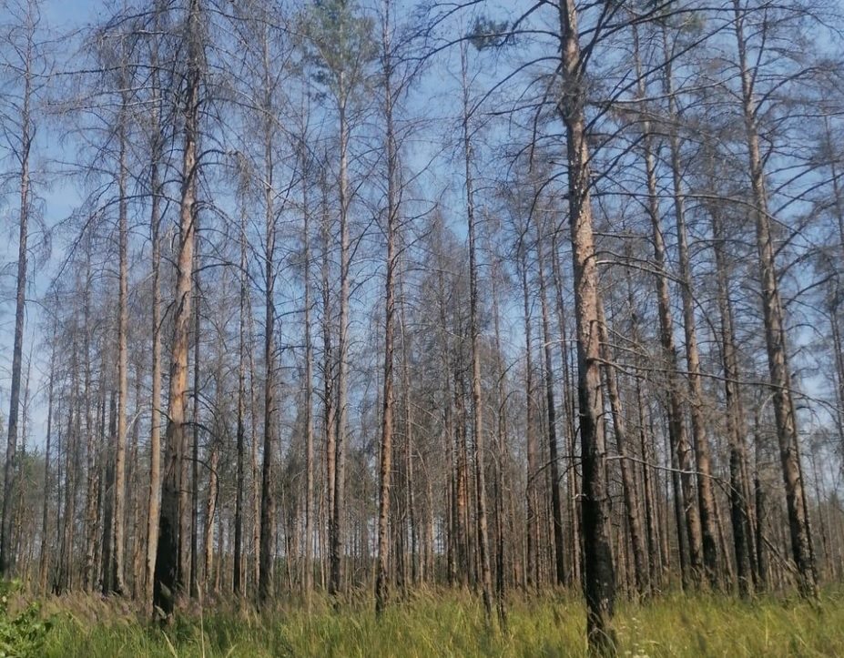 В Ульяновской области восстанавливают участок леса после пожара