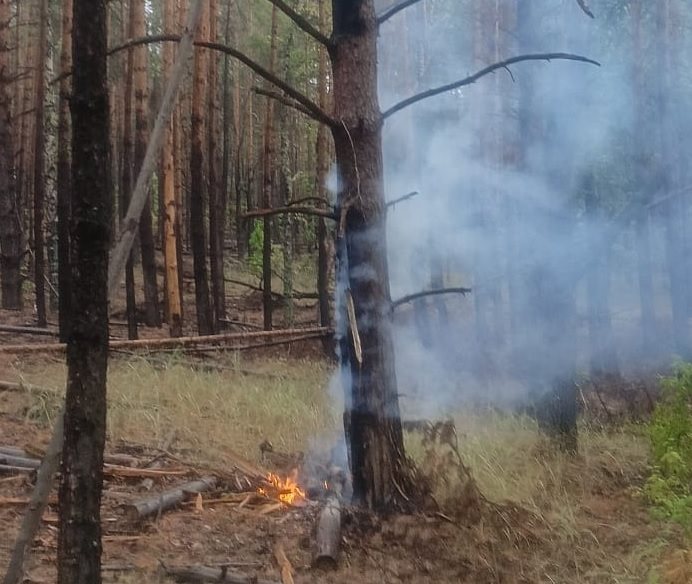 В Ульяновской области из-за гроз произошло три лесных пожара