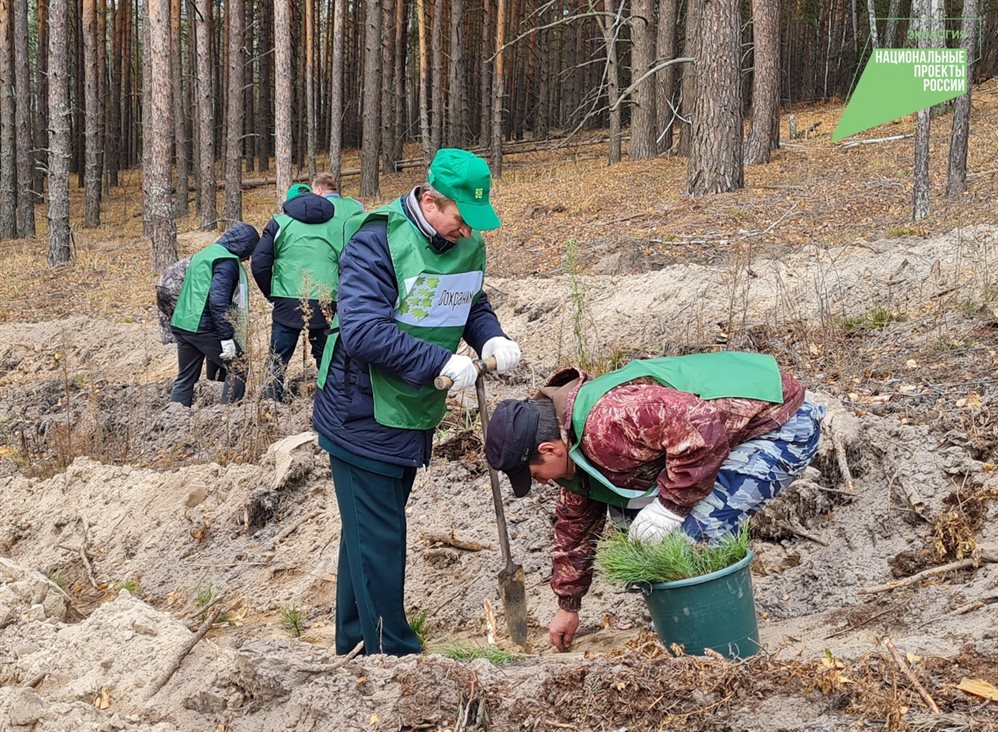 В регионе стартует всероссийская акция «Сохраним лес»