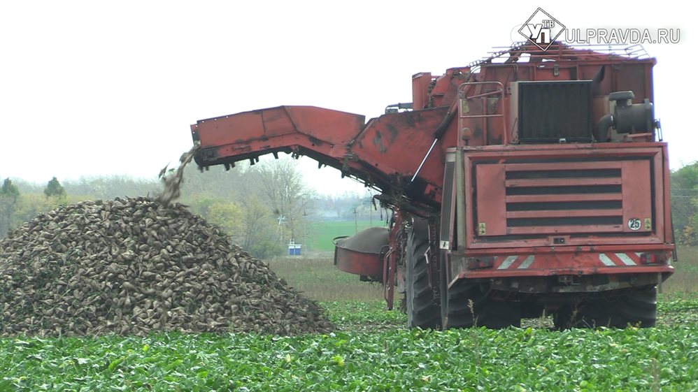 Сладкий октябрь. Ульяновские фермеры убирают сахарную свеклу