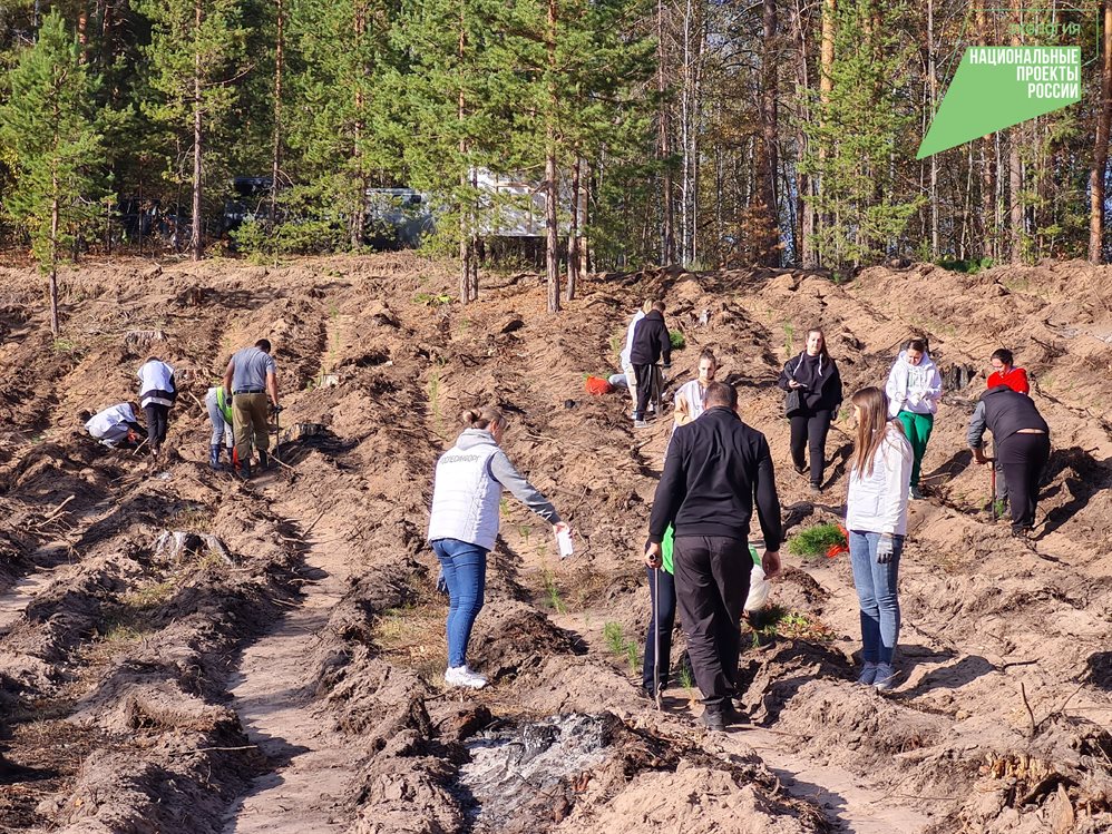В Ульяновской области посадили лес будущего