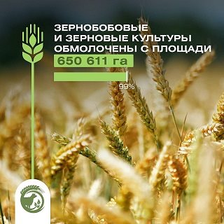 Зерновые и зернобобовые культуры в Ульяновской области обмолочены на 99 процентов от плана