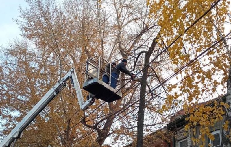 В Ульяновске рядом со школами и детскими садами снесли опасные деревья