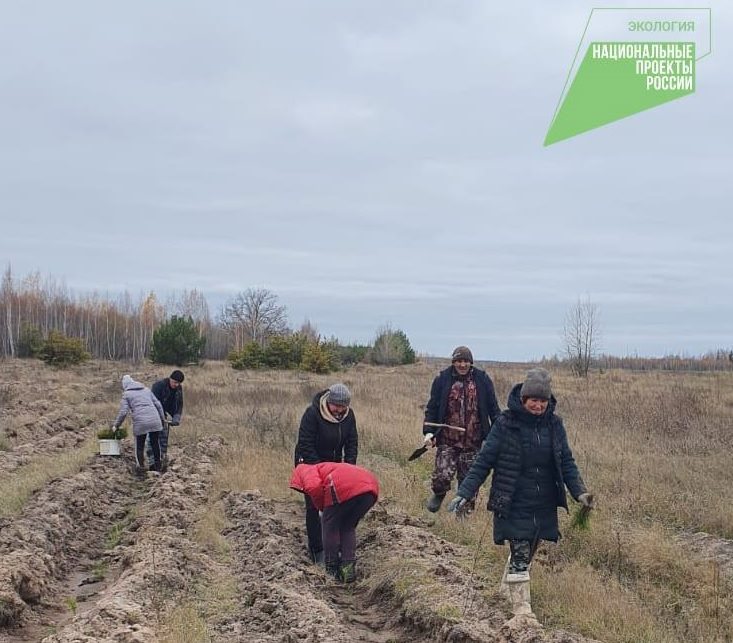 В Новоспасском районе высадили 2500 сеянцев сосны