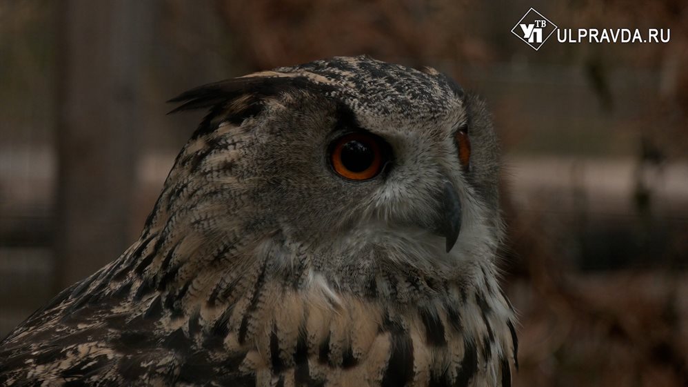 В Ульяновском зоопарке специалисты из Москвы обследуют диких птиц