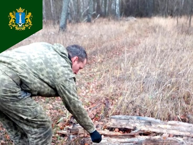 В ульяновских лесах хищники получают вакцину от бешенства