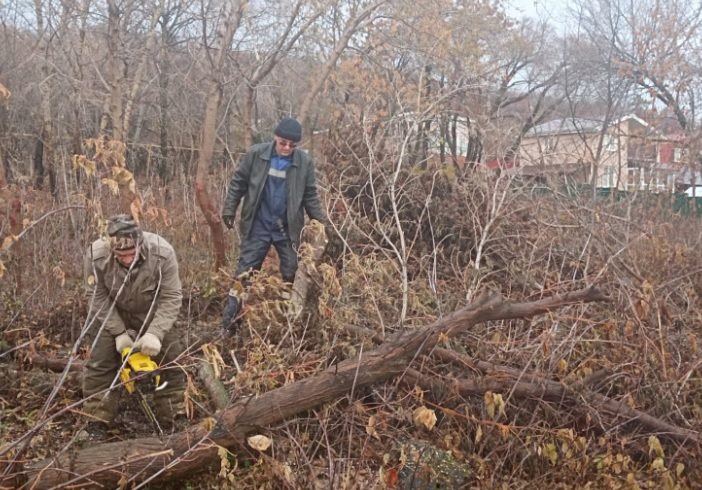 Рядом с учреждениями образования Ульяновска снесли аварийные деревья