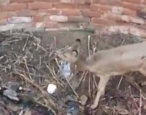 В Ульяновской области охотники спасли косулю из силосной ямы
