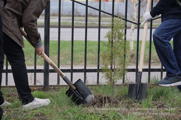 В Ульяновске на субсидии от городской администрации высадили почти 600 деревьев и кустарников