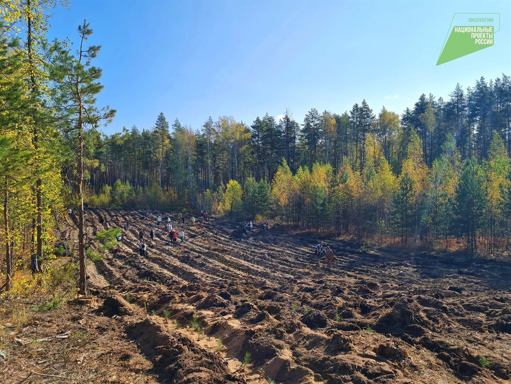В Ульяновской области определяют новые участки для лесовосстановления