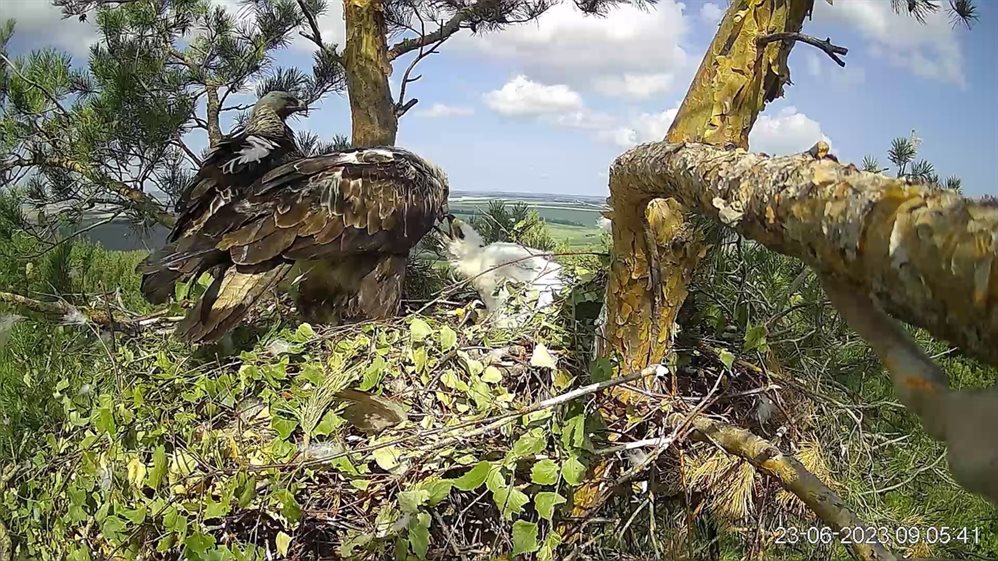 Ульяновские ученые тревожатся о солнечных орлах и Аксаковском болоте