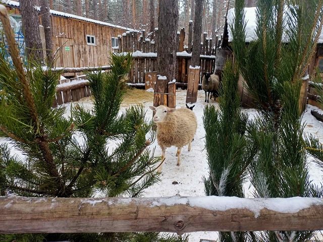 Новогодние ёлки после праздников вновь отправятся в Ульяновский зоопарк