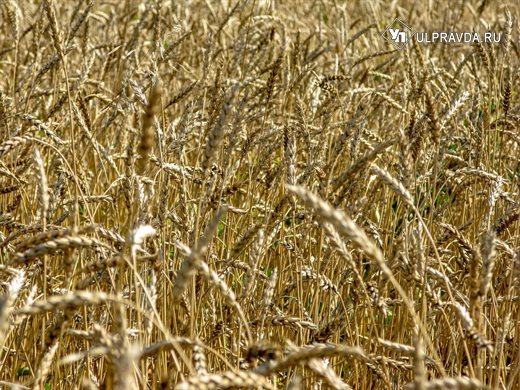 Ульяновские фермеры по программе «Агростартап» получили порядка 80 миллионов рублей господдержки