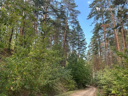 Сохранность лесных культур в Ульяновской области достигла 80%