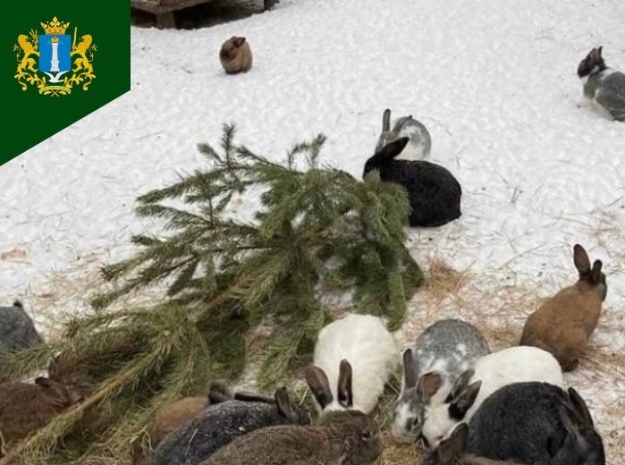 Ульяновский зоопарк принимает ёлки для вторичного использования