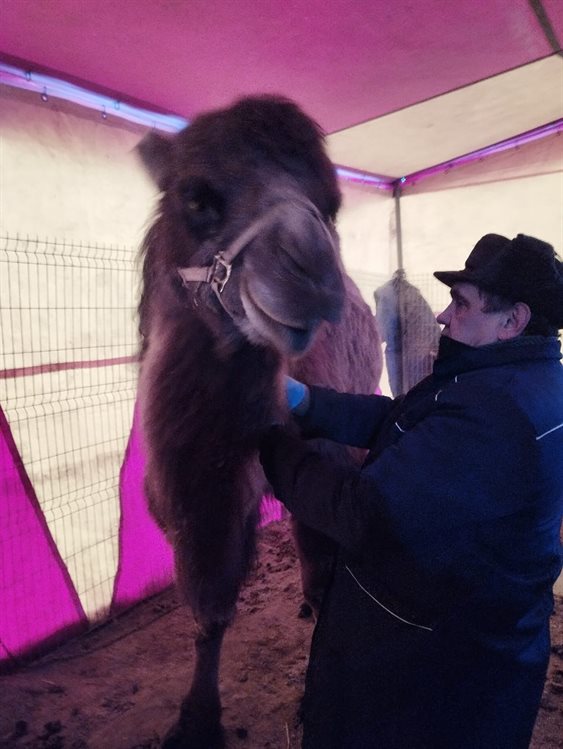 Ульяновские ветеринары взяли кровь у заезжих верблюдов