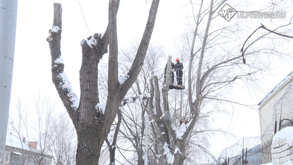 В Ульяновске обрезают сухие ветки деревьев
