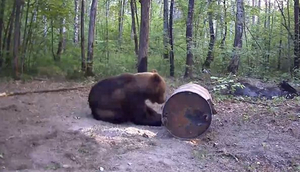 В Ульяновской области пересчитают медведей