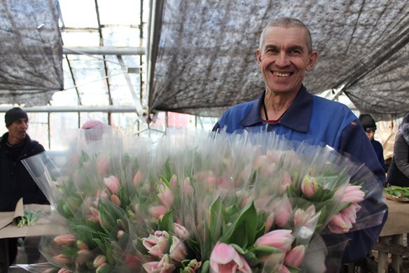 В Ульяновске вырастят 200 тысяч тюльпанов для влюбленных