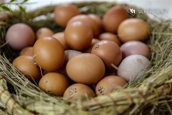 В Ульяновской области снизилась цена яиц