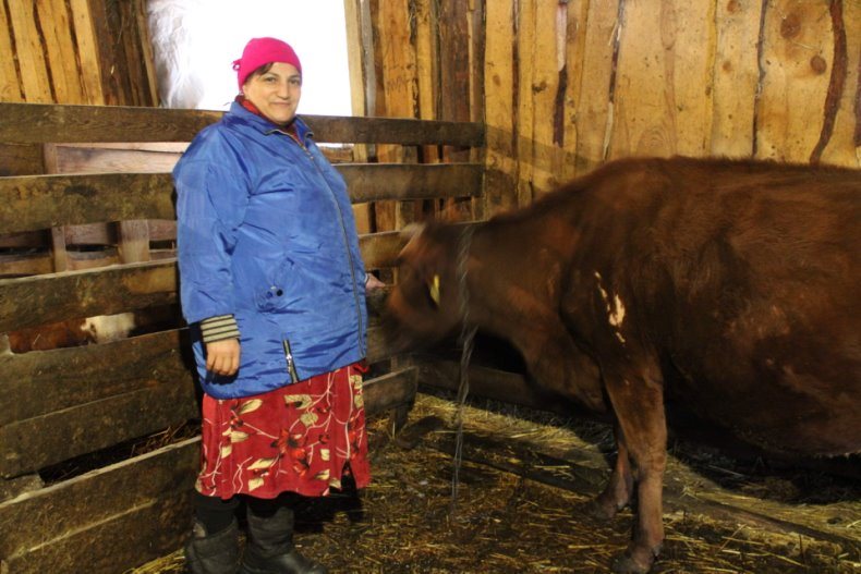 В Ульяновской области сельчанка получила 100 тысяч на телят
