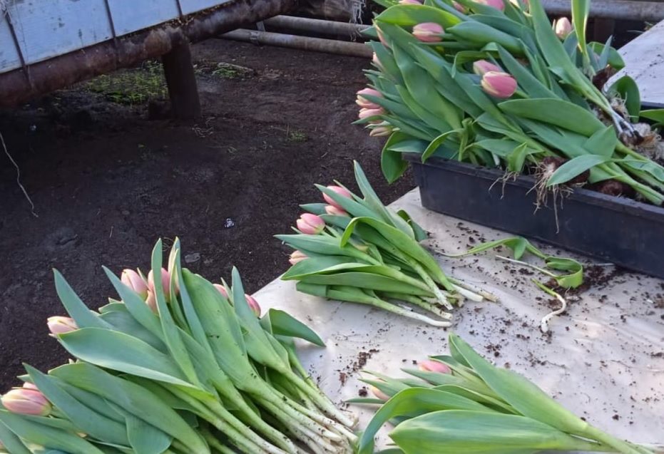 В областном центре к 8 Марта вырастили 200 тысяч тюльпанов