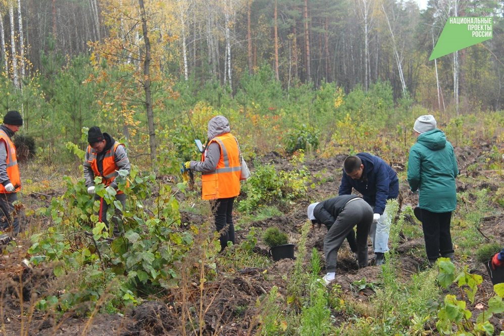 В Ульяновской области в этом году восстановят не менее 1500 гектаров леса