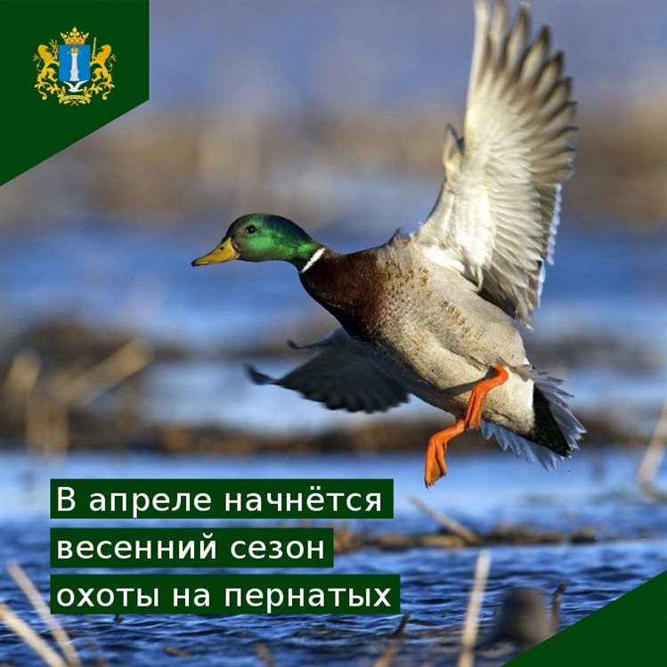 В апреле в Ульяновской области стартует сезон весенне-летней охоты на пернатую дичь