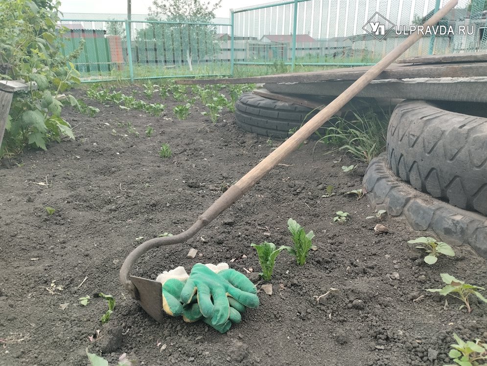 В этом году на развитие садовых товариществ направят 17 миллионов рублей
