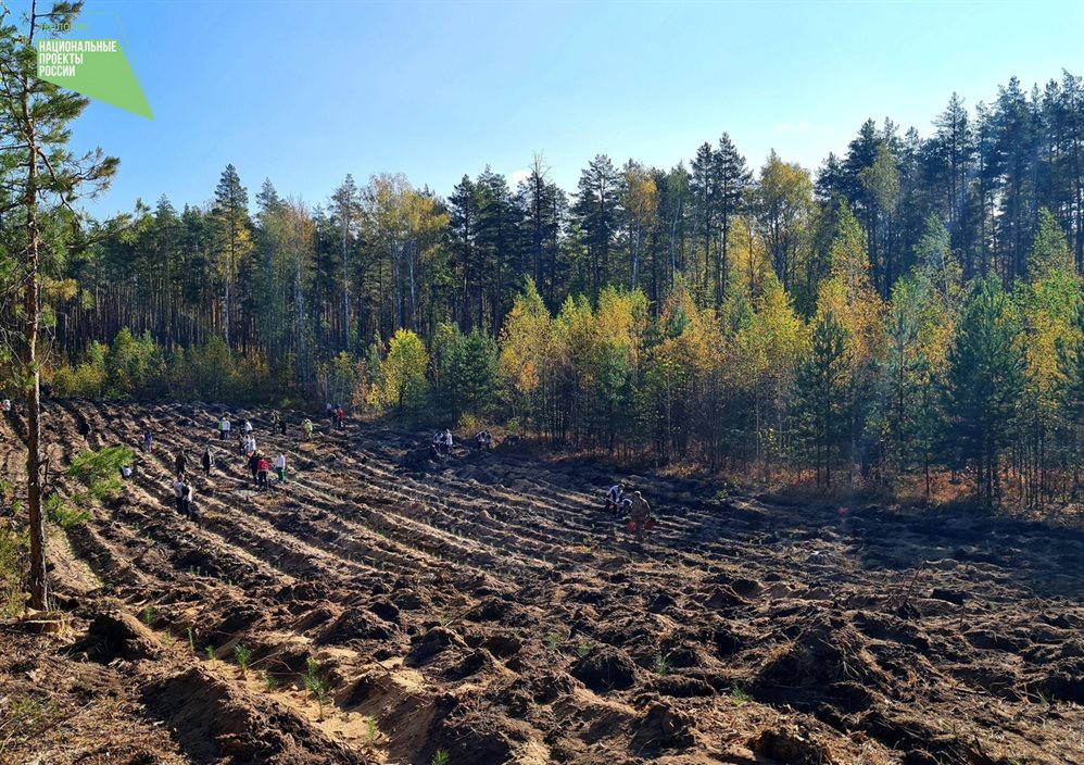 Участки для лесовосстановления в Ульяновской области определят из космоса