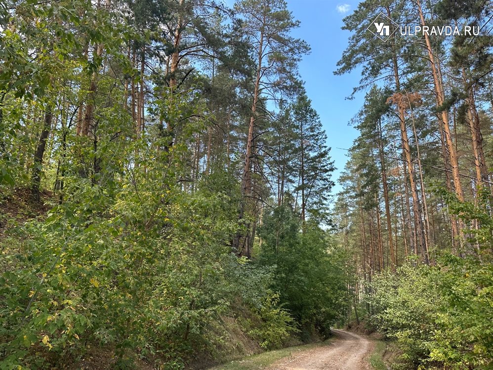 Ульяновская коммерческая компания незаконно вырубила деревья на сумму более 49 млн рублей