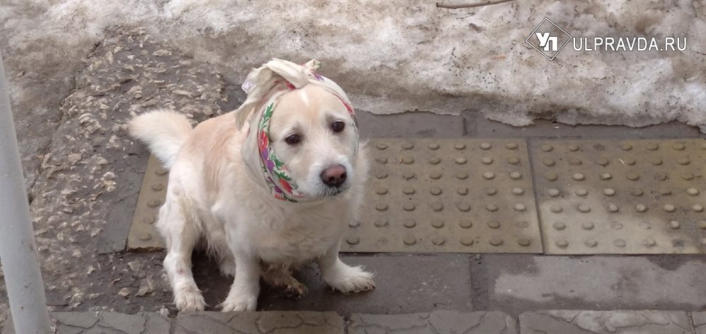 В Ульяновской области простерилизуют собак бесплатно