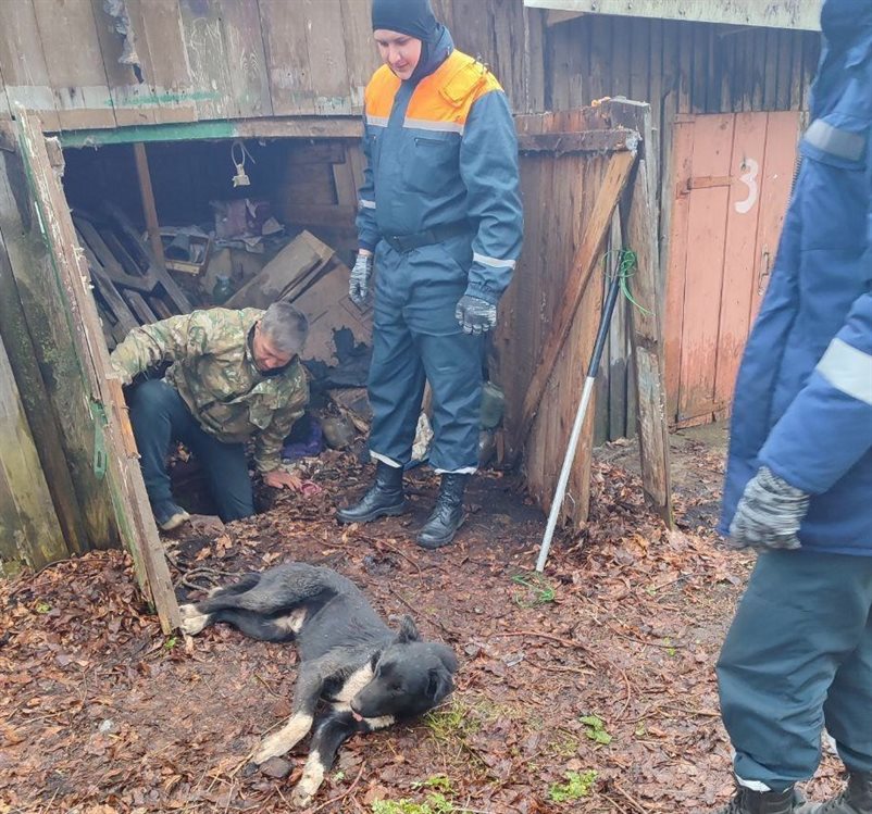 Важна каждая жизнь. Ульяновские спасатели помогли достать собаку, упавшую в погреб
