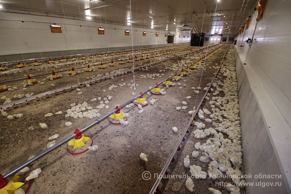 Карсунское предприятие будет производить 4 тысячи тонн мяса птицы в год
