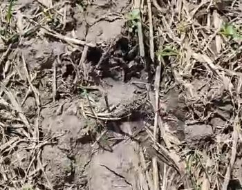 В Майнском районе охотники обнаружили следы медведя