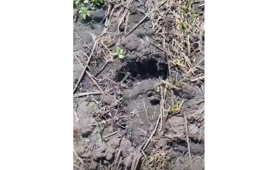 В Ульяновской области проснулись медведи