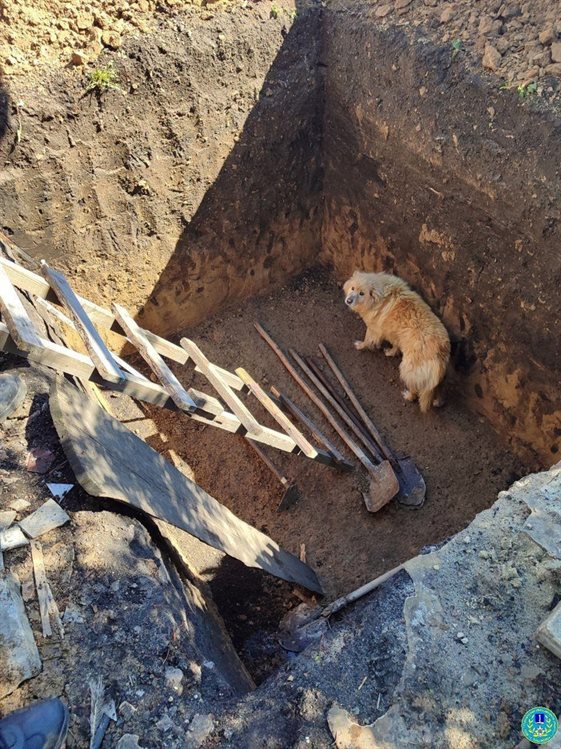 Ульяновские спасатели достали из глубокой ямы бездомную собаку