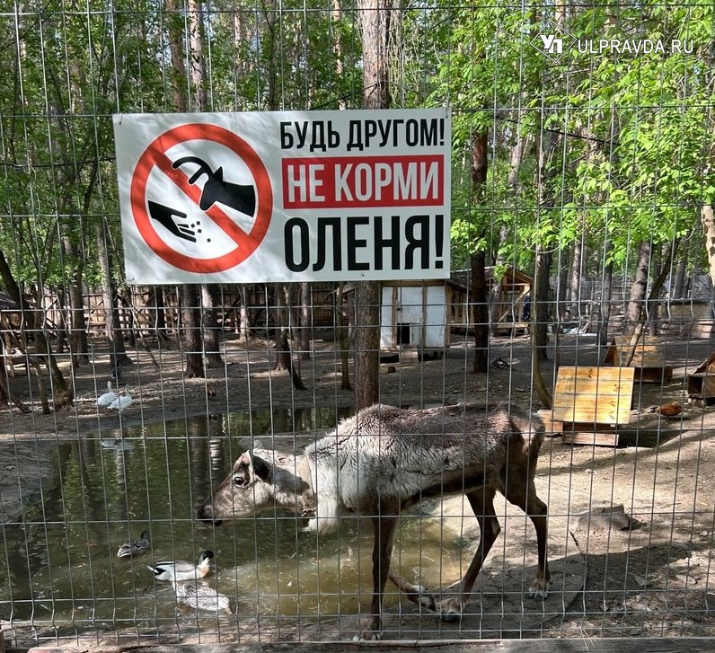 В «Прибрежный» вернулась «Летающая тарелка», а в Ульяновском зоопарке ждут росомаху