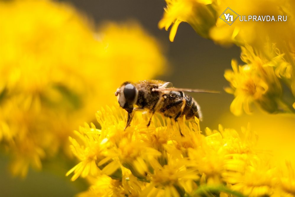 Ульяновских пасечников просят уберечь пчёл