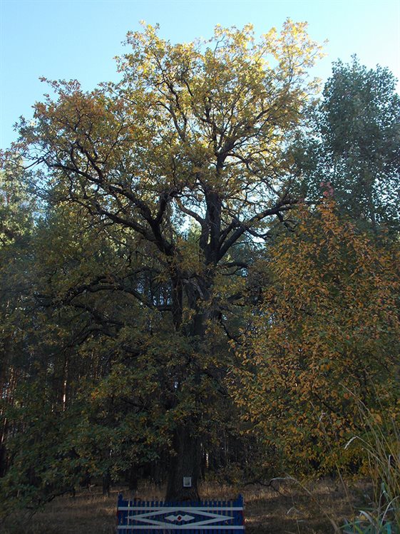 За звание Российского дерева года борется николаевский дуб