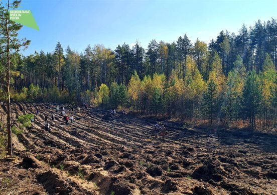 Ульяновская область одной из первых в ПФО завершила весенний этап лесовосстановления